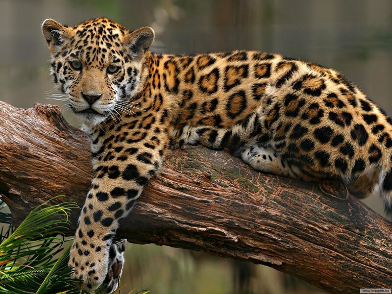 Leopard on a Tree Branch — Brown, Alert