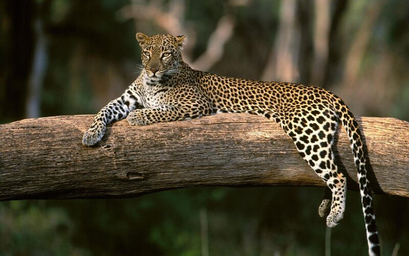 Leopard on a Tree Branch — Brown, Calm, Afternoon, Photograph, Tree Branch, Forest