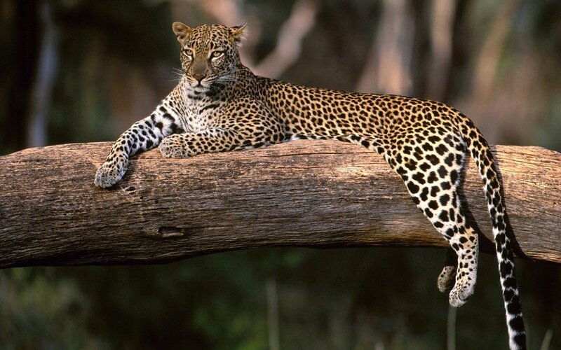 Leopard on a Tree Branch — Brown, Calm, Afternoon, Photograph, Tree Branch