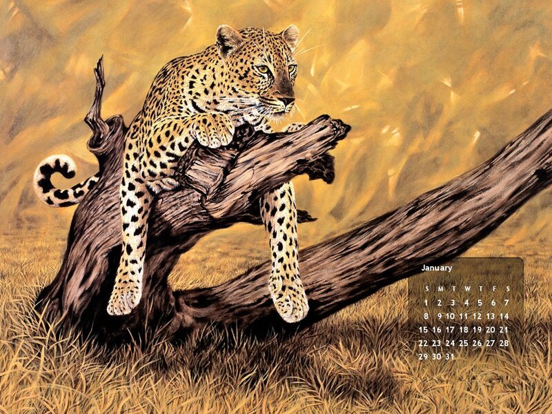 Leopard on a Tree Branch — Brown, Calm, Afternoon