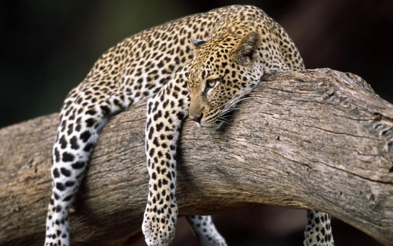 Leopard on a Tree Branch — Brown, Calm, Photograph