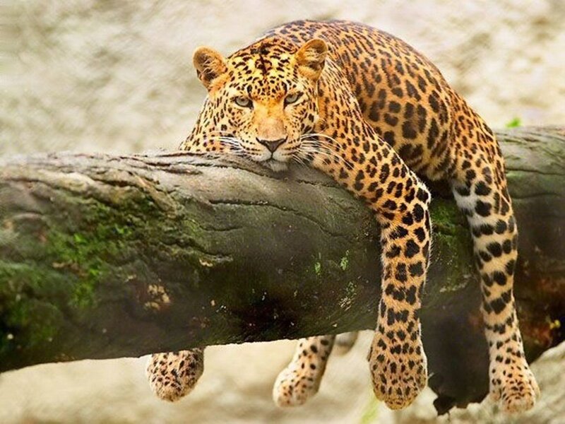 Leopard on a Tree Branch — Brown, Calm, Photograph, Tree Branch