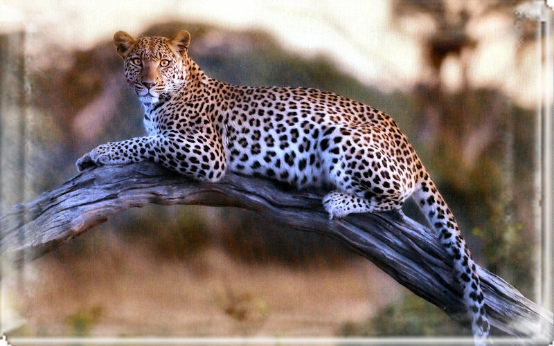 Leopard on a Tree Branch — Brown, Calm