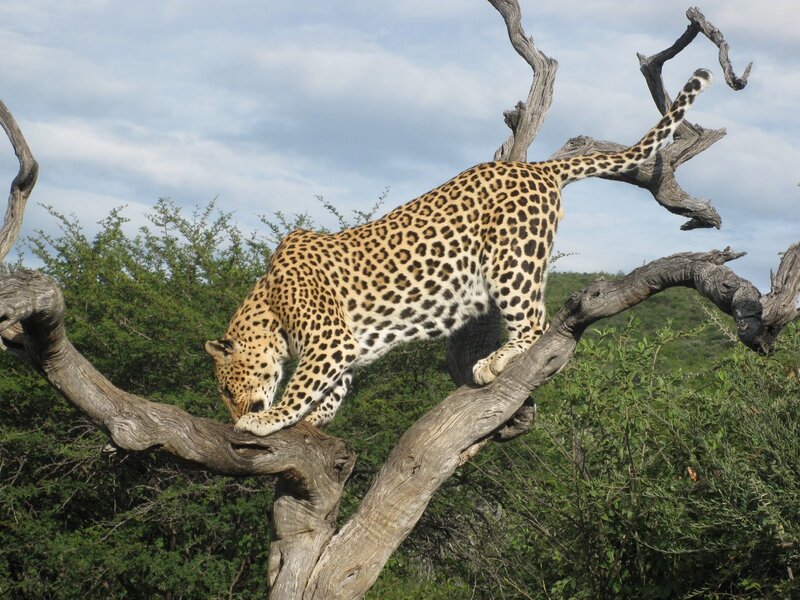 Leopard on a Tree Branch — Brown