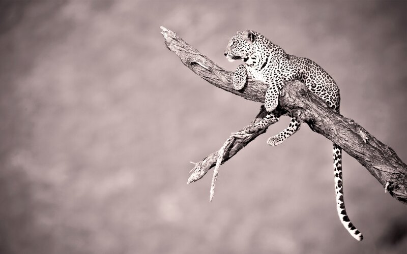 Leopard on a Tree Branch — Gray
