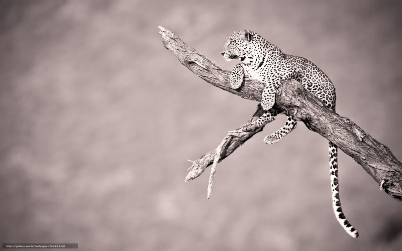 Leopard on a tree branch