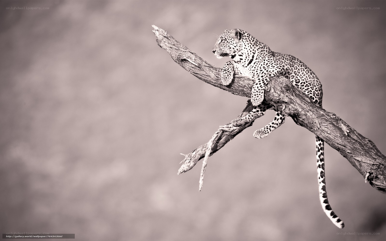 Leopard on a tree branch