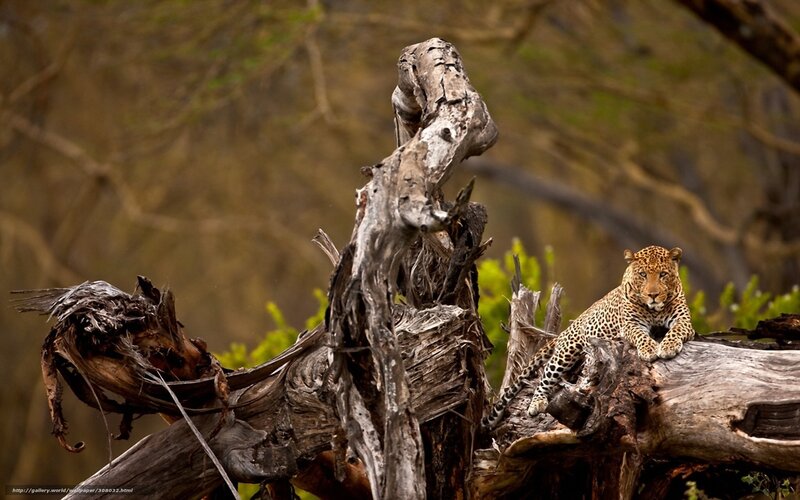Leopard on a tree stump