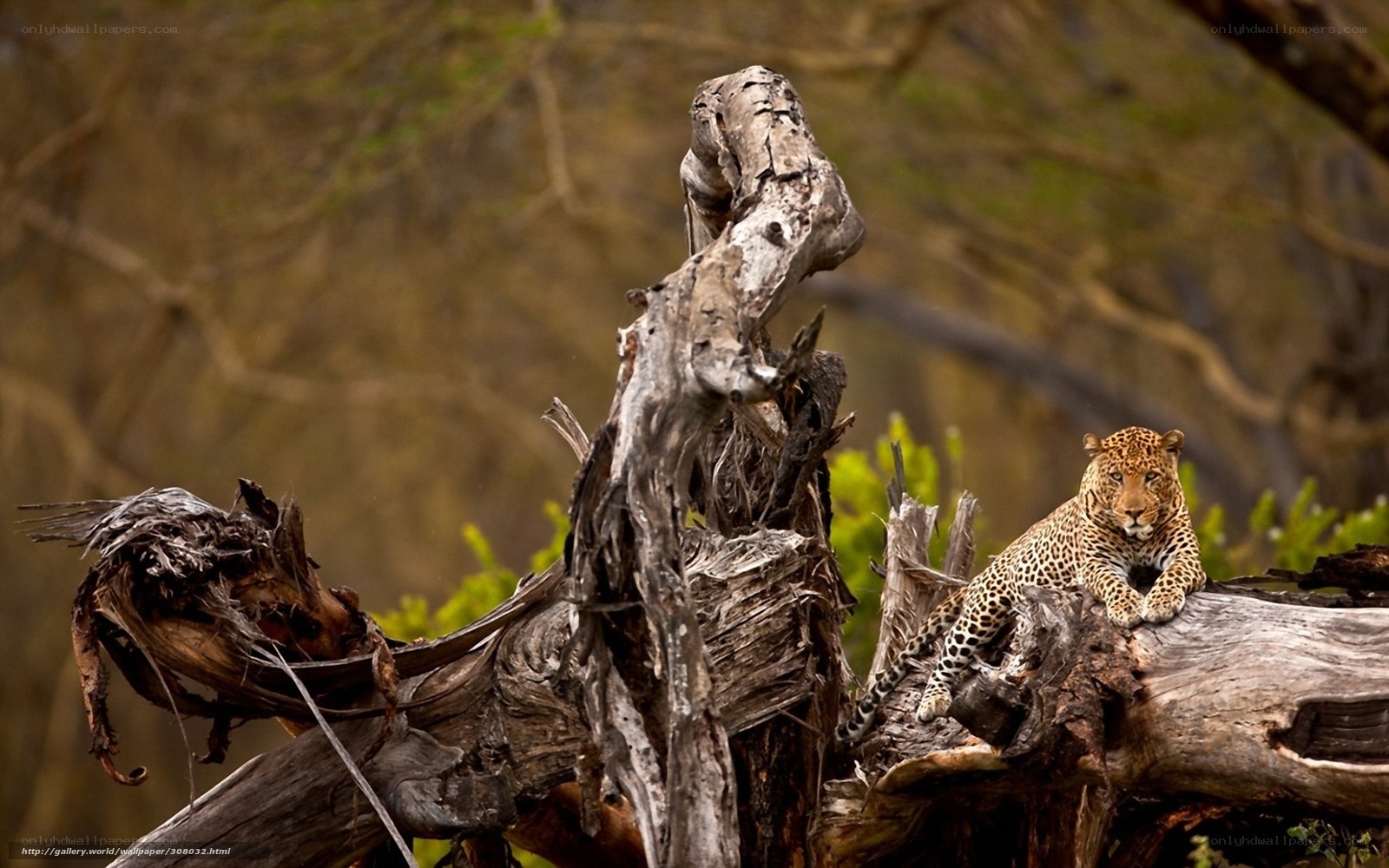 Leopard on a tree stump