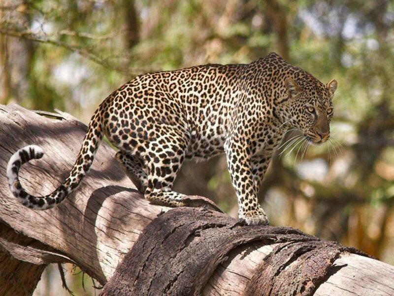 Leopard on a Tree Trunk