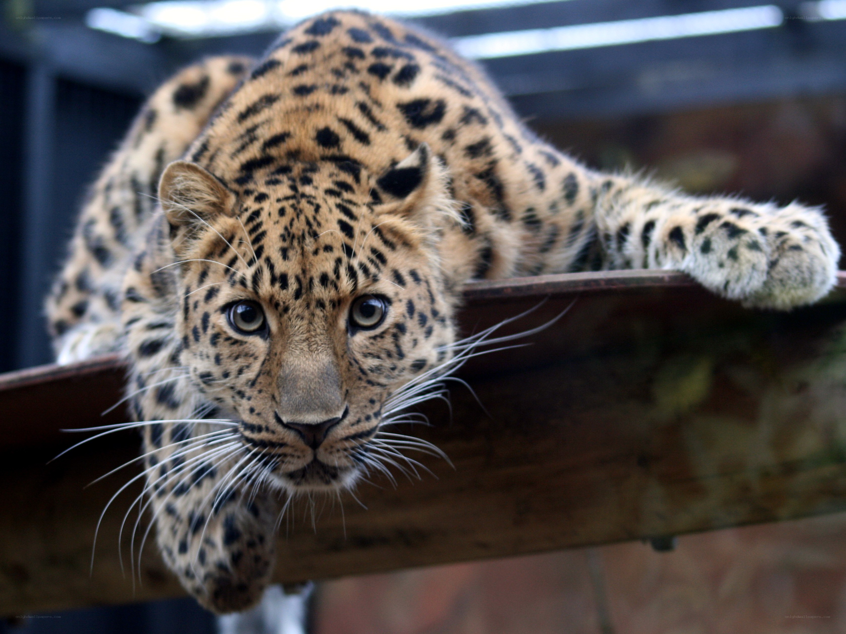 Leopard on a wooden beam