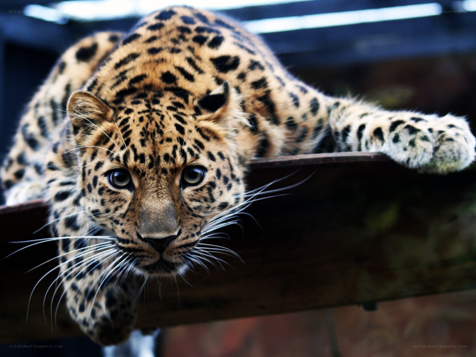 Leopard on a wooden beam