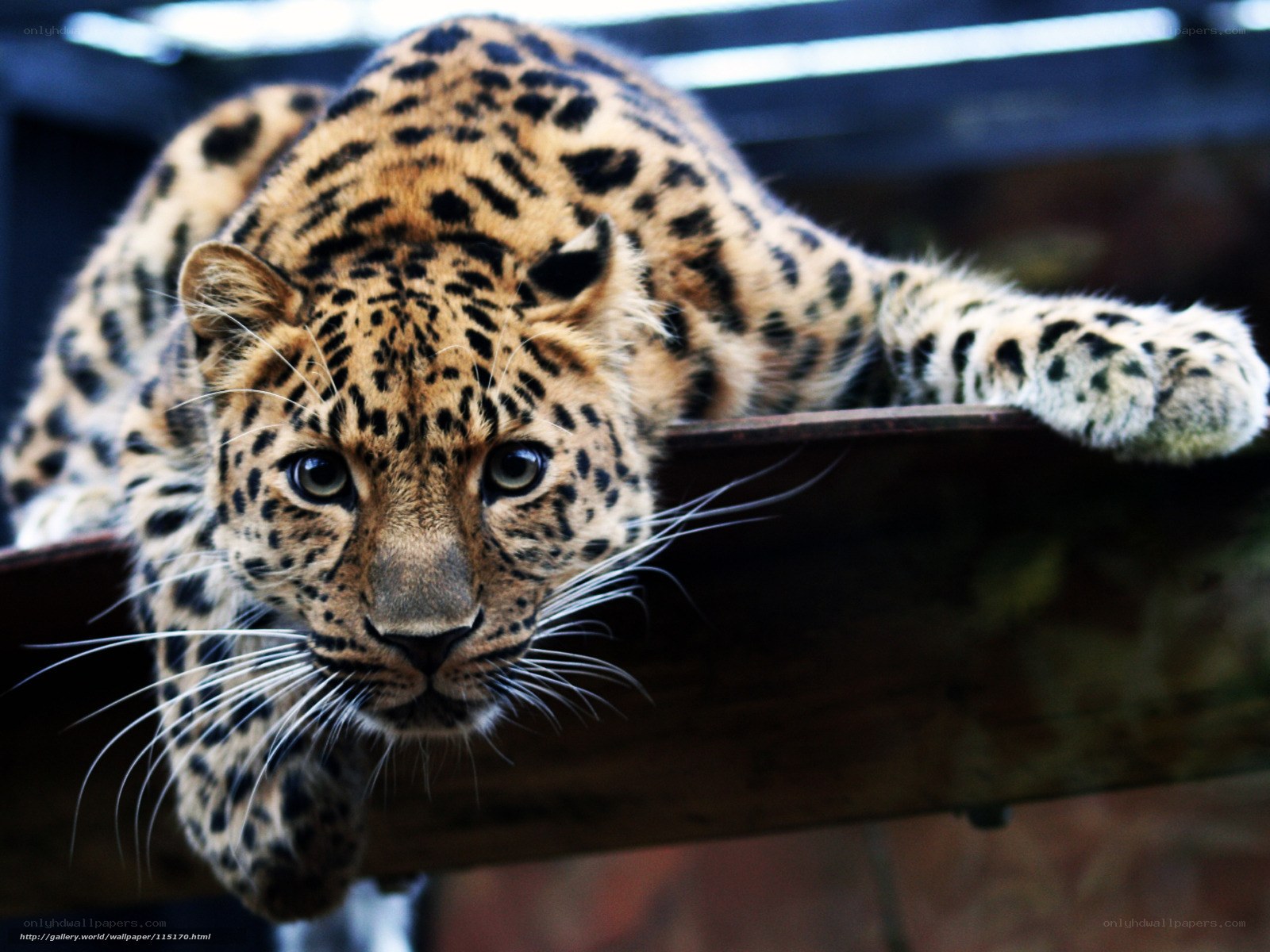 Leopard on a wooden beam