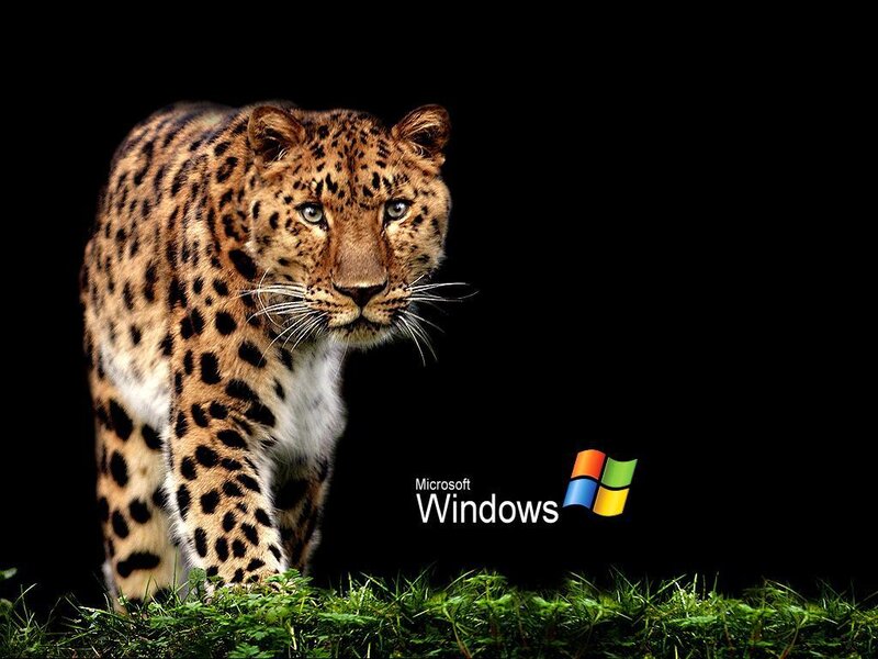 leopard on black background