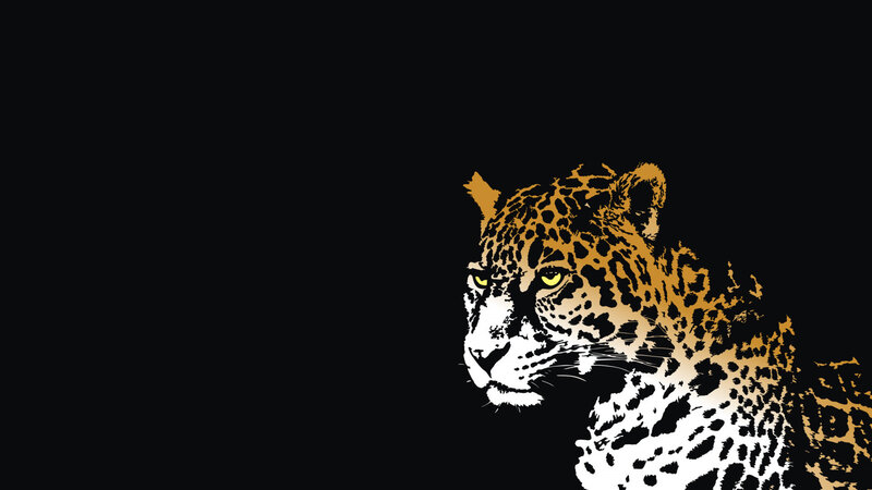 leopard on black background