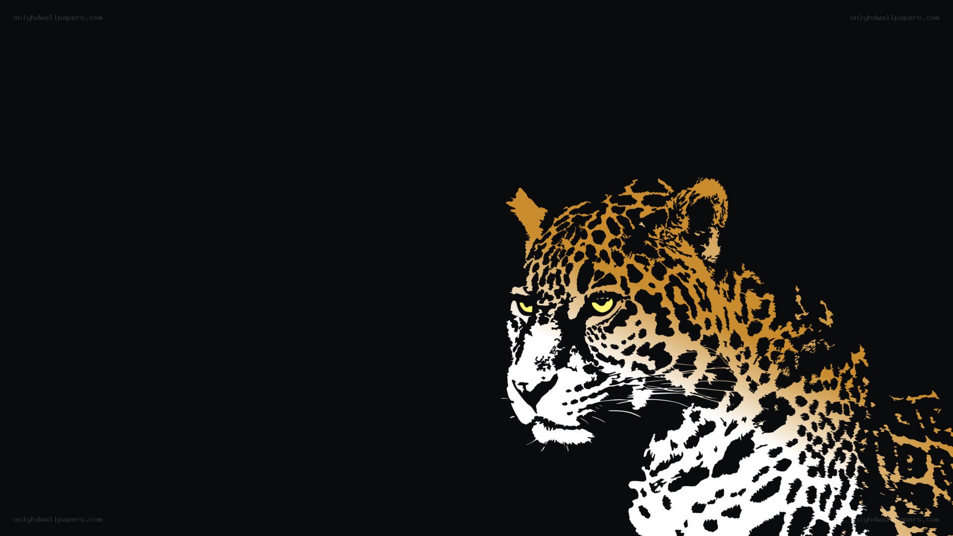 leopard on black background