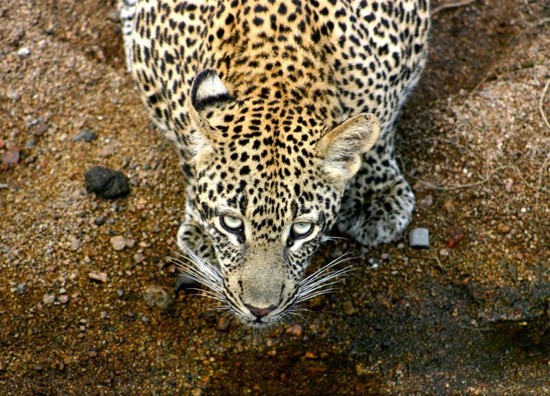 Leopard on Dirt Ground