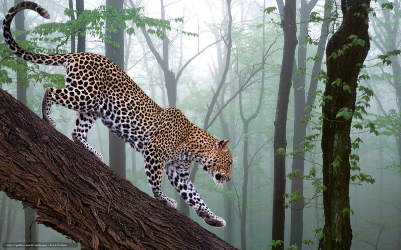 Leopard on Fallen Log — Brown, Misty