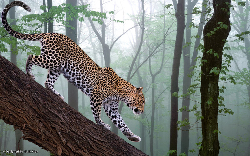Leopard on Fallen Log