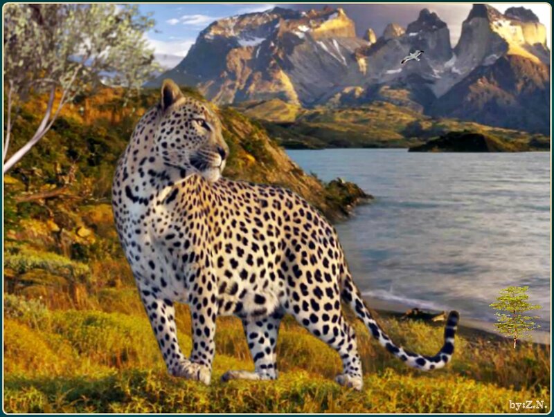 Leopard on Grassy Hill