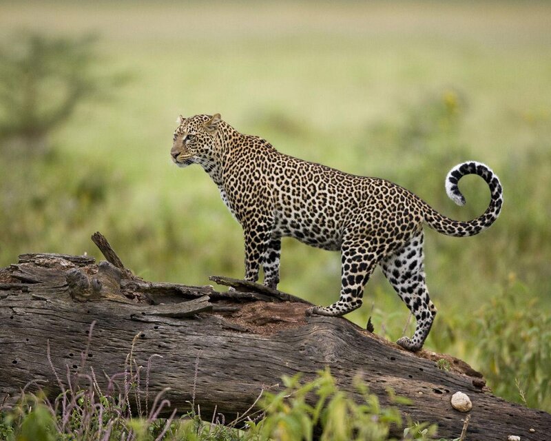 Leopard on Log — Brown, Alert