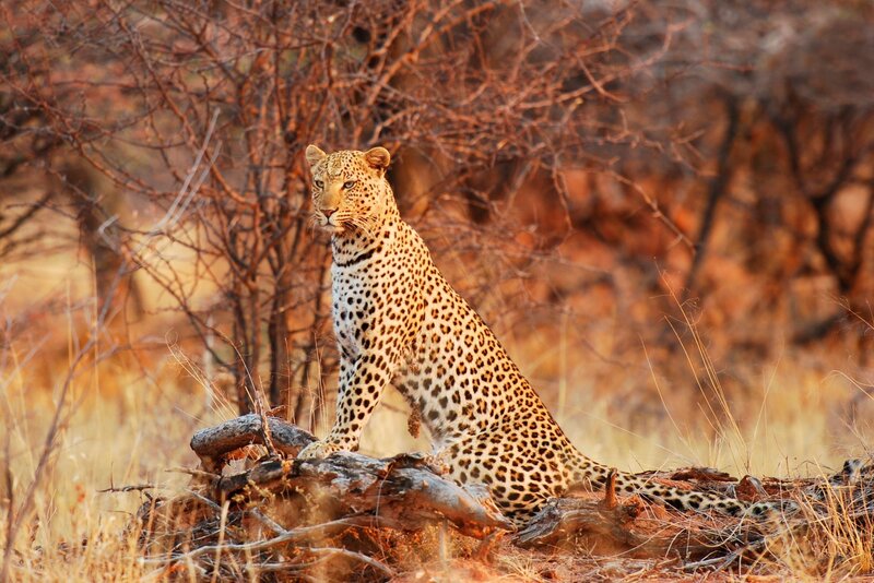 Leopard on Log — Brown
