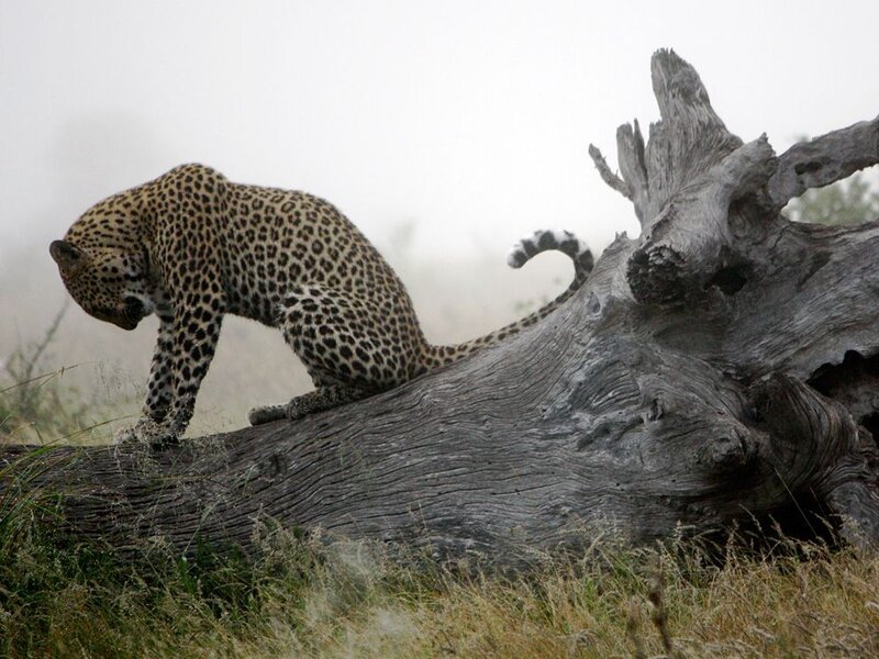 Leopard on Log — Gray, Misty