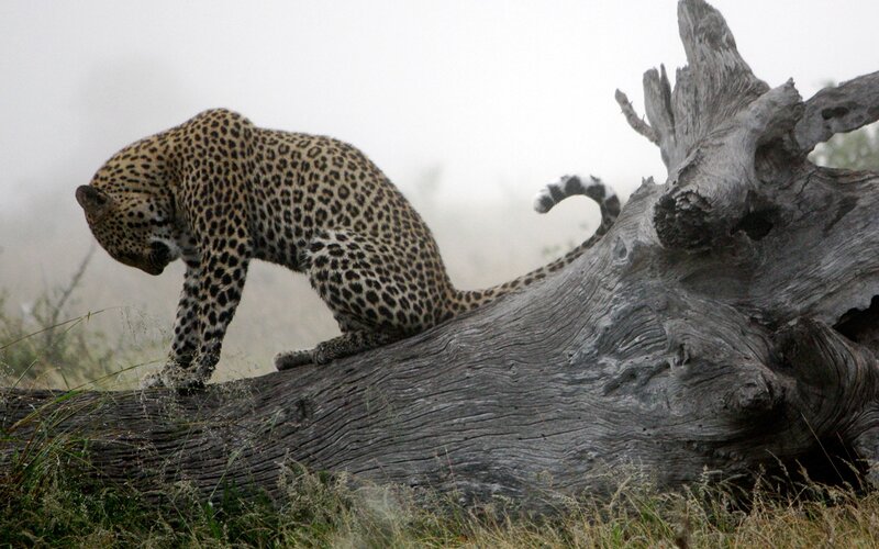 Leopard on Log — Gray