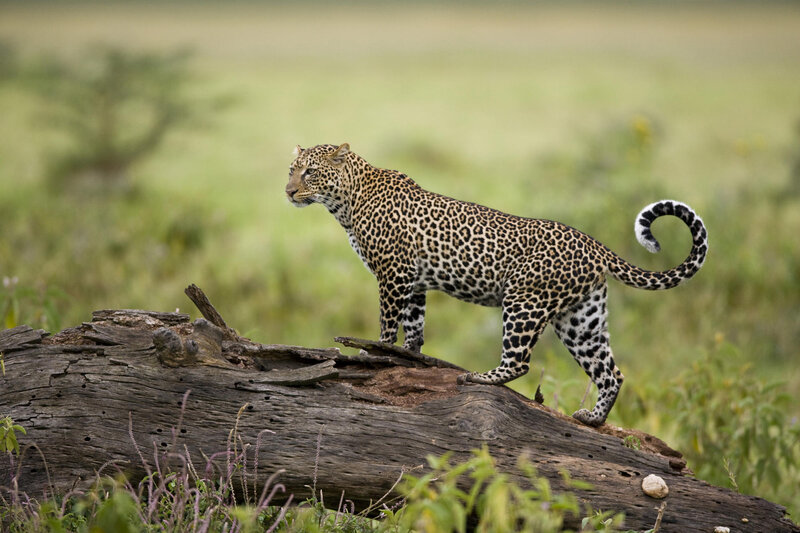 Leopard on Log — Green