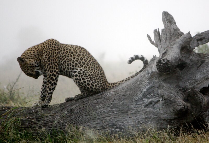 Leopard on Log