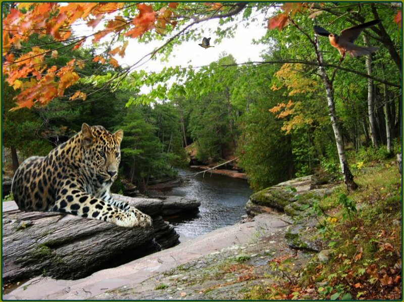 Leopard on Riverbank