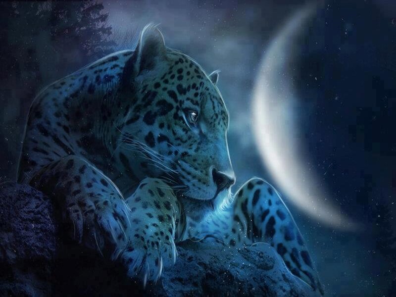 Leopard on Rock — Blue