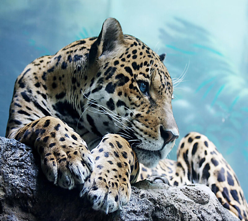 Leopard on Rock — Brown