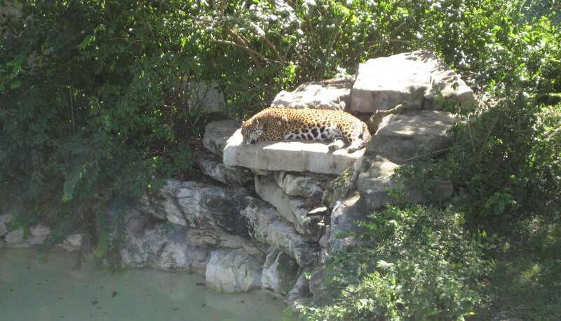 Leopard on Rock