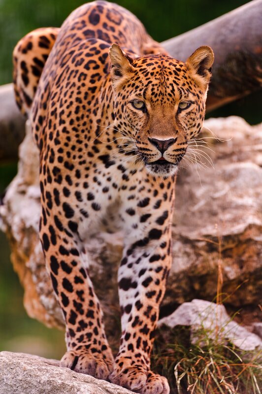 Leopard on Rocks — Brown