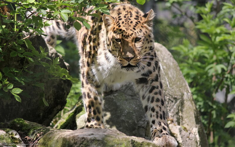 Leopard on Rocks — Green