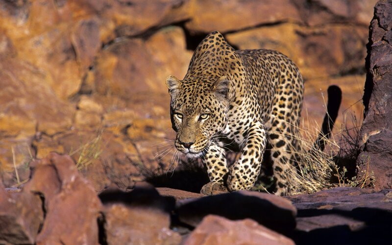 Leopard on rocky terrain