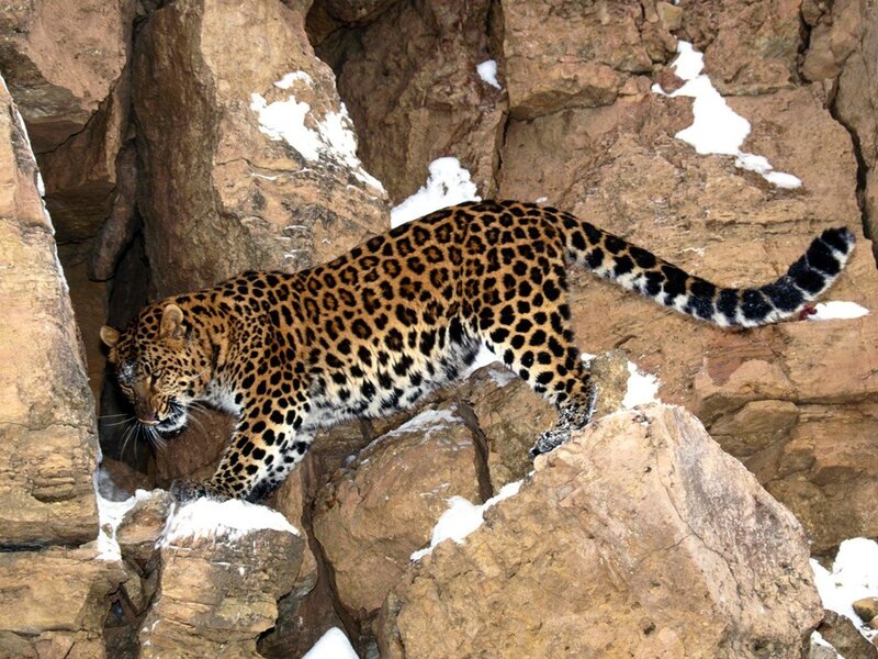 Leopard on Rocky Terrain — Brown, Alert, Winter, Photograph, Rocks, Snow, Mountain