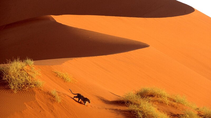 Leopard on Sand Dune — Orange, Dramatic, Afternoon