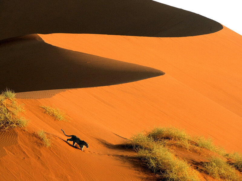 Leopard on Sand Dune — Orange, Dramatic, Sunrise
