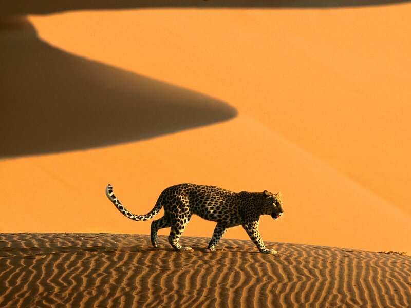 Leopard on Sand Dune — Orange, Dramatic, Sunset, Photograph, Sand Dune, Shadow, Desert