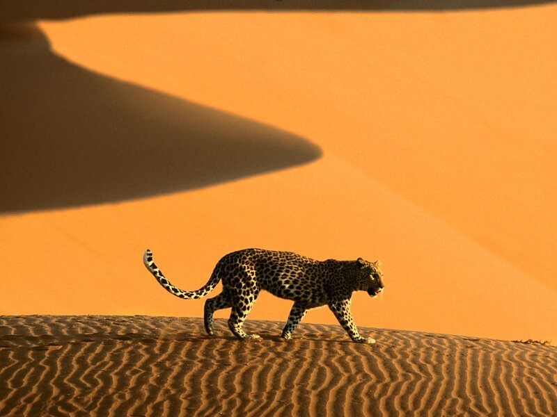 Leopard on Sand Dune — Orange, Dramatic, Sunset, Photograph, Sand Dune, Shadow