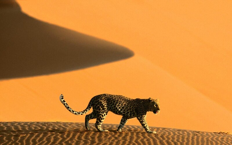 Leopard on Sand Dune — Orange, Dramatic, Sunset, Photograph, Sand Dune