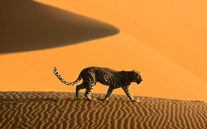 Leopard on Sand Dune — Orange, Dramatic