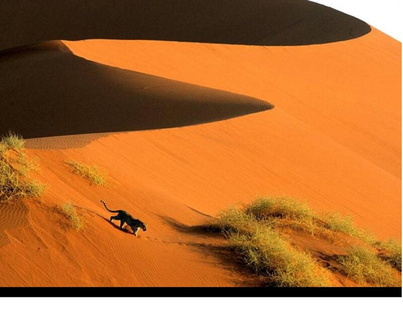 Leopard on Sand Dune
