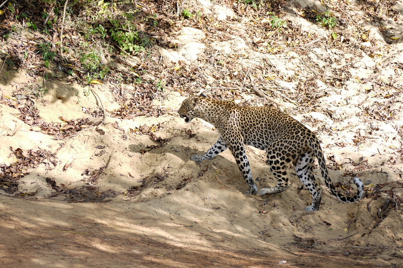 Leopard on Sandy Slope