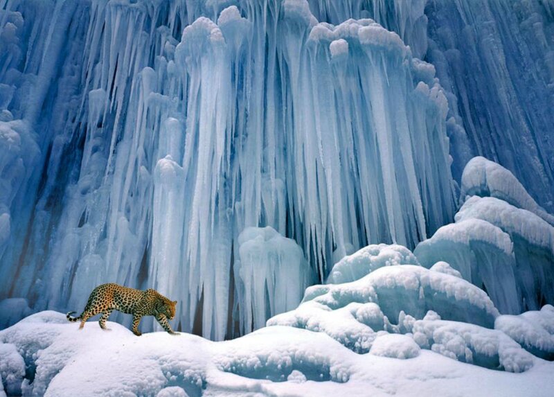 Leopard on Snowy Ledge