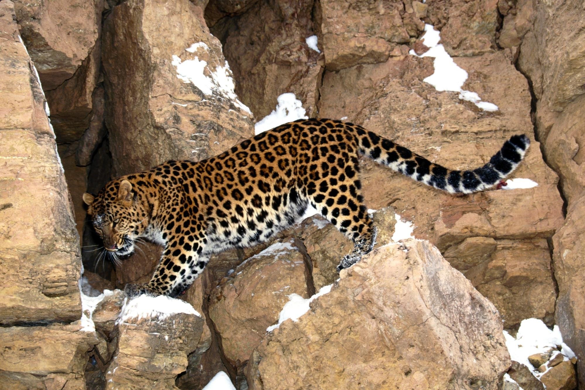 Leopard on snowy rocks