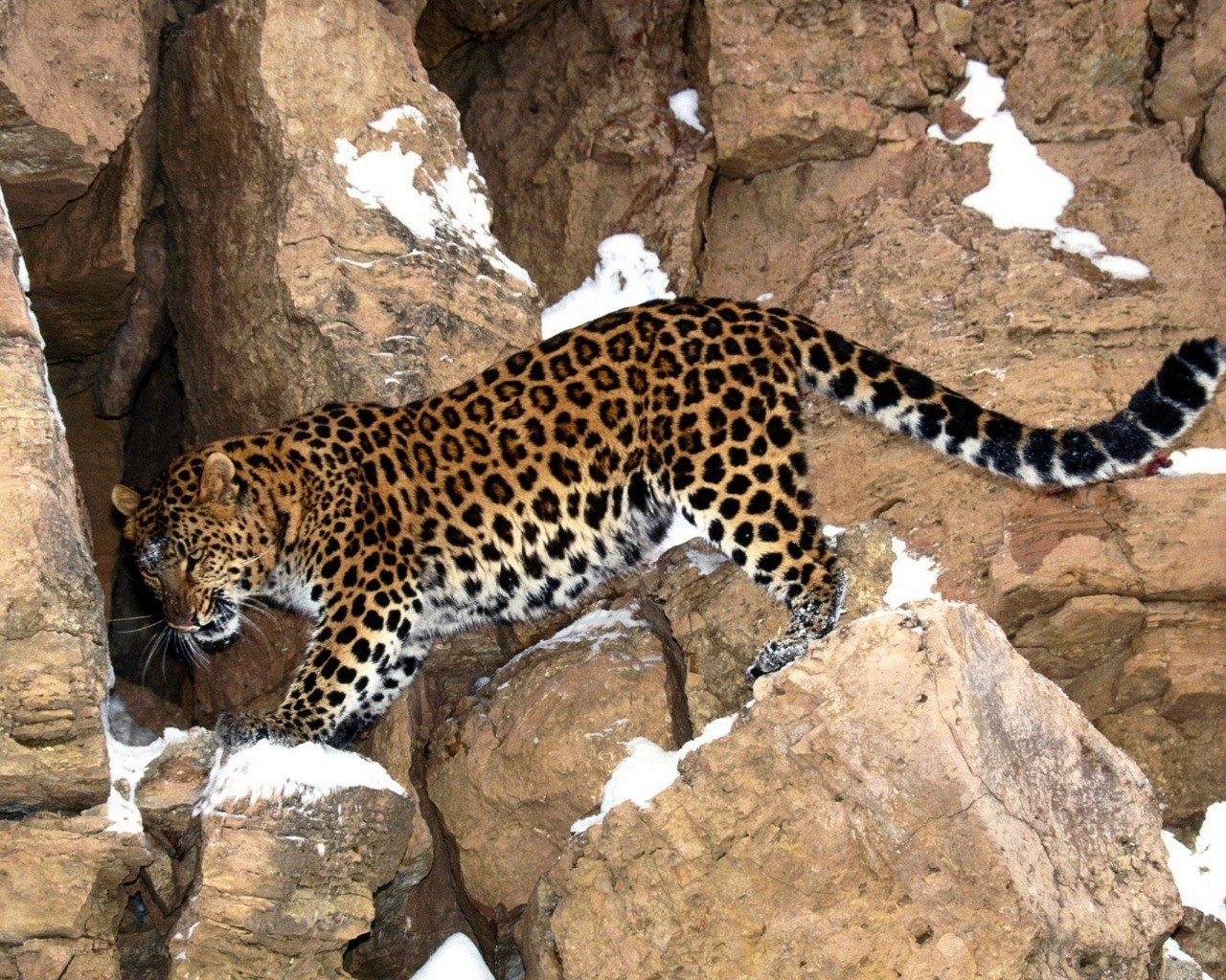 Leopard on snowy rocks