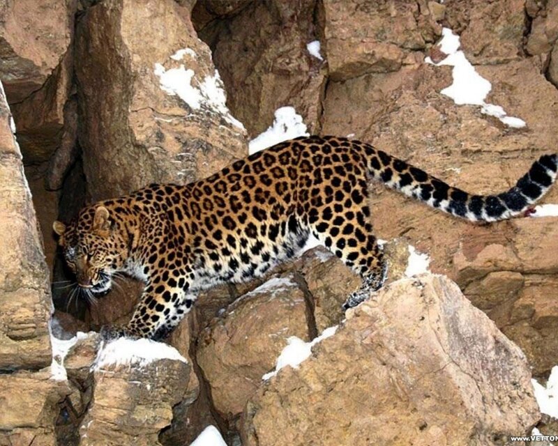 Leopard on snowy rocks